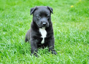 Beste Ernährung für Ihren Hund